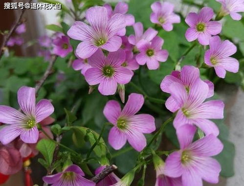 隔夜茶怎不能養(yǎng)花