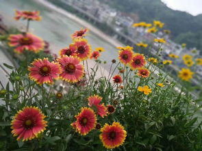 露天養(yǎng)花下雨了怎么辦