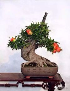 家庭養(yǎng)花排行榜