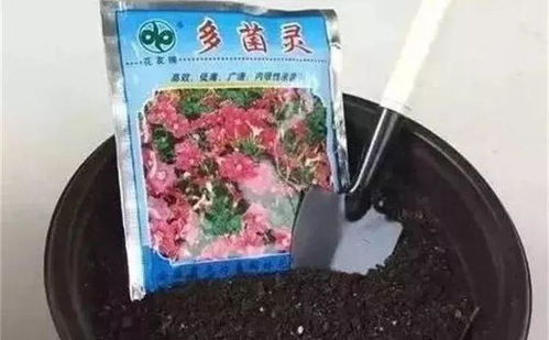 養(yǎng)花能用多菌靈噴灑花卉嗎