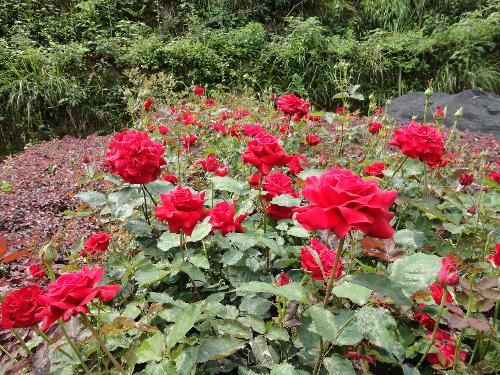 男生喜歡養(yǎng)花草