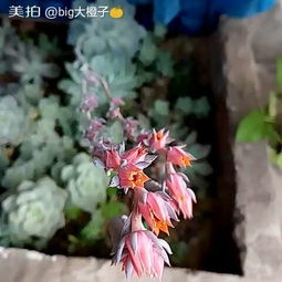 愛(ài)養(yǎng)花的小小陸陸