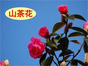 6下語文養(yǎng)花