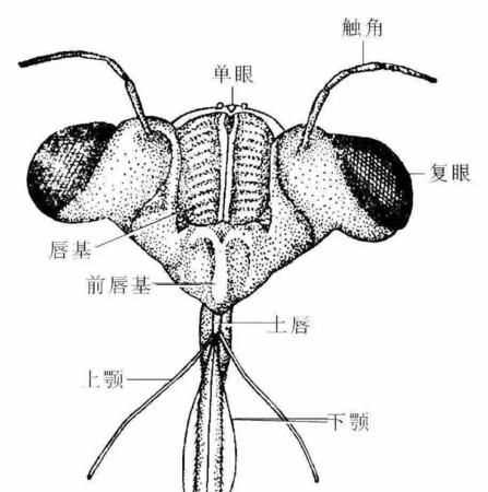 你仔細(xì)觀察昆蟲,它哪有那些特點(diǎn)