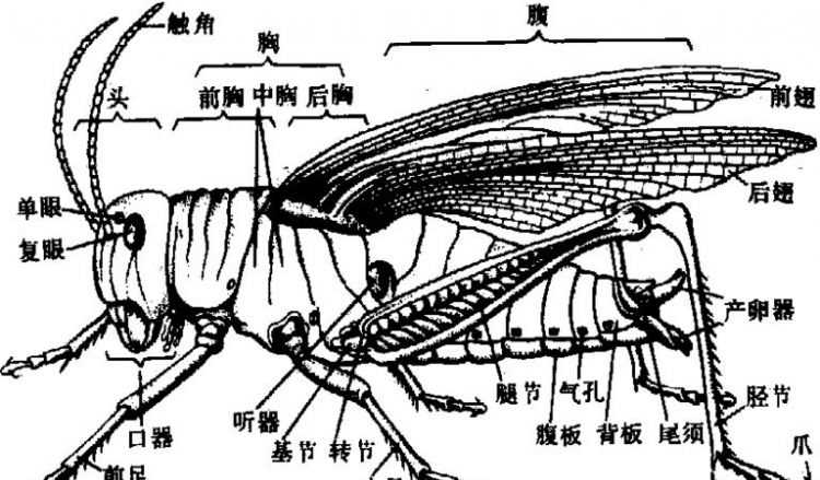 蜻蜓生長的三個(gè)過程