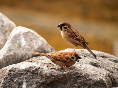 一石二鳥典故,一石二鳥典故,一石二鳥出自哪個(gè)典故