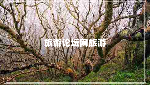 旅游論壇網(wǎng)旅游