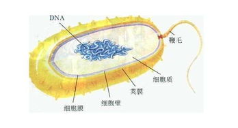 通過哪些方法可以觀察到細(xì)菌的細(xì)胞壁