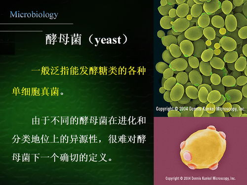 酵母菌有哪些染色方法