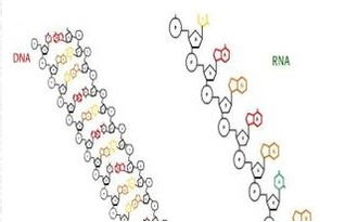 核酸分子的標記有哪些方法