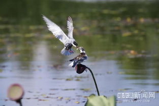 鳥的避暑方法有哪些