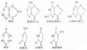 核酸含量的測定方法有哪些各有何優(yōu)缺點(diǎn)