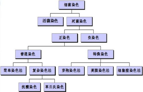 細(xì)菌特殊染色方法有哪些