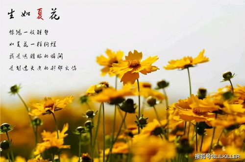 關(guān)于夏花的詩句古詩大全,關(guān)于夏花的詩句,關(guān)于夏花的詩句古詩大全依