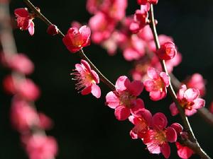 梅花的寓意和關(guān)于梅花詩句