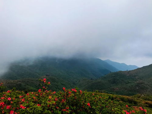 徐志摩關(guān)于杜鵑花的詩(shī)句