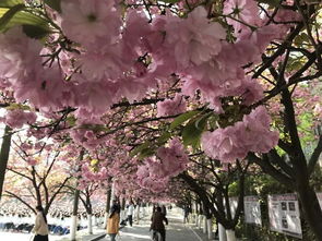 櫻花,詩句,校園