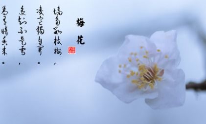 寫(xiě)出帶有兩個(gè)花字的古詩(shī)句