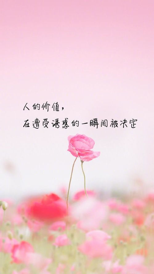 詩句是繁花似錦覓安寧的古詩是什么