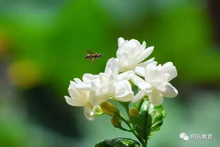 描寫個種花的古詩句