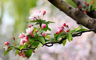 春雨,古詩,兒歌,詩句