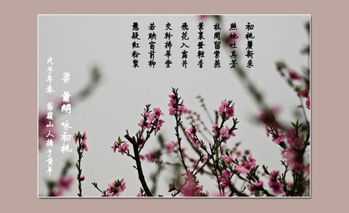 關(guān)于關(guān)于桃花的詩句古詩詞