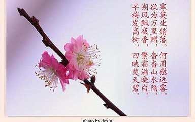 關(guān)于花的唯美詩(shī)句大全