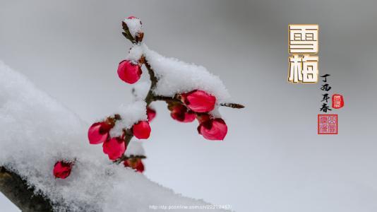 雪梅古詩一句一句的翻譯,雪梅古詩的意思一句一句的翻譯,雪梅古詩的全部翻譯