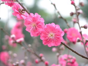 關(guān)于桃花美食的詩句