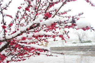 桃花雪,詩(shī)句,春天