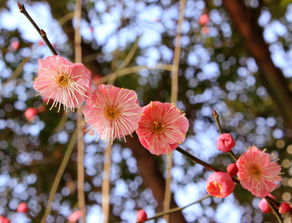 關(guān)于雨后花的詩句