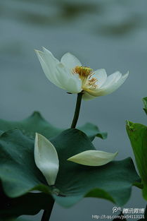 荷花的詩句古詩大全,秋天的荷花詩句古詩大全,關(guān)于描寫荷花的詩句古詩大全