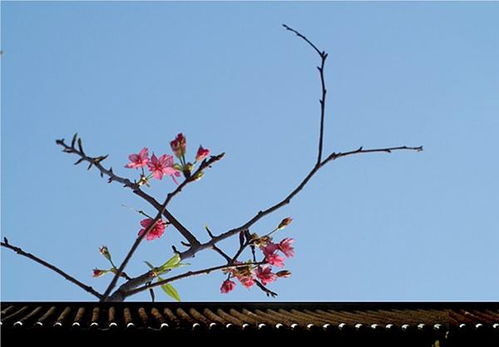 描寫春風(fēng)春雨春草純花的古詩句