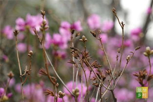 杜鵑花,詩(shī)句,美好