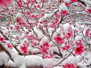 雪桃花詩句古詩