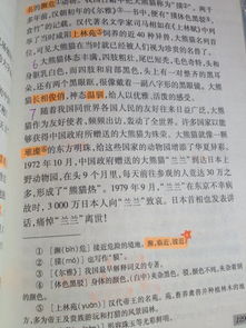 寫作文的開頭熊貓詩句