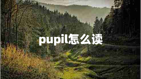 pupil怎么讀