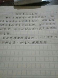 校園美麗的桂花作文400字作文怎么寫