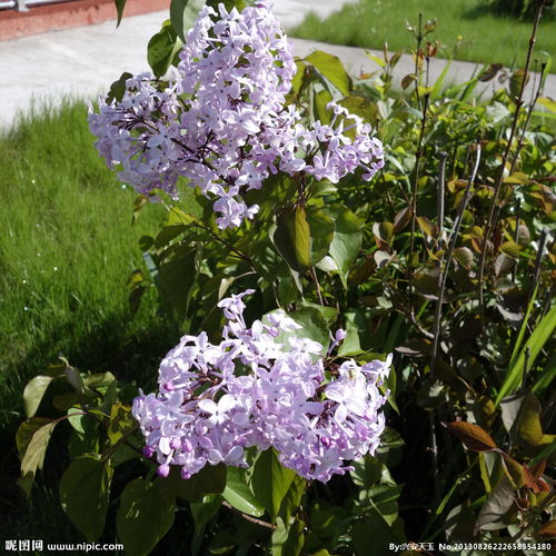 開滿丁香花的校園200作文