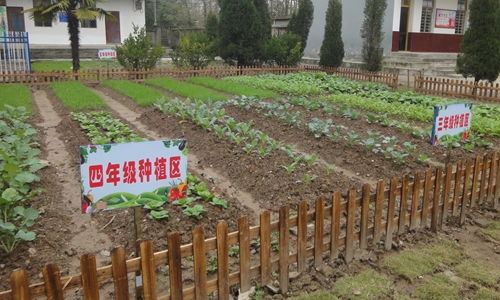 校園農(nóng)耕園作文600字,校園里的蔬菜園作文,種蔬菜作文600字