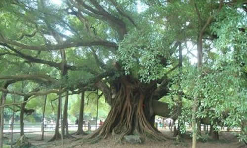 校園的大榕樹春夏秋冬作文