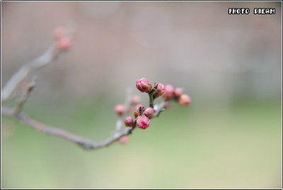 鮮花盛開(kāi)的校園作文450字手捧鮮花的張明