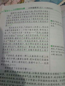 校園樹的作文400字