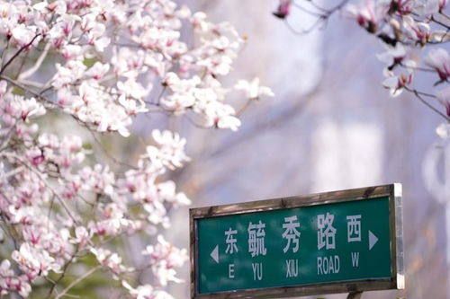 春花已開校園等你歸來作文