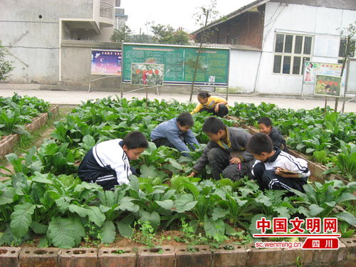 大學(xué)校園種菜作文