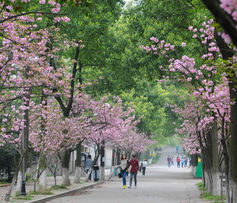 作文,結(jié)尾,景色,校園