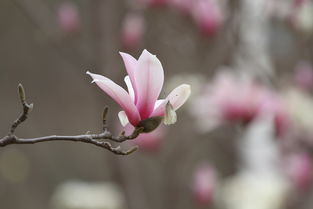 玉蘭花,作文,校園里