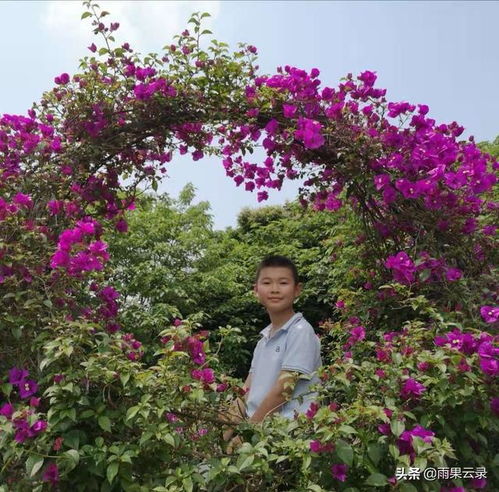 語(yǔ)文六級(jí)作文開(kāi)滿丁香花的校園