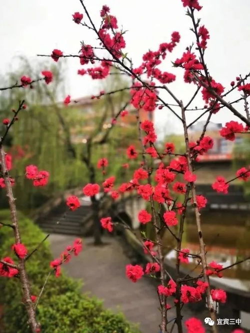 作文,等你,春花,歸來