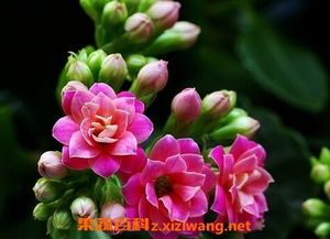 長(zhǎng)壽菊怎么養(yǎng)殖方法和注意事項(xiàng)